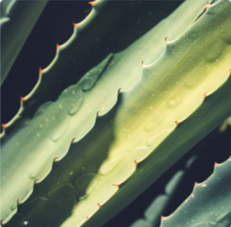 Aloe leaves