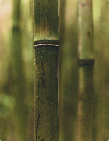 bamboo