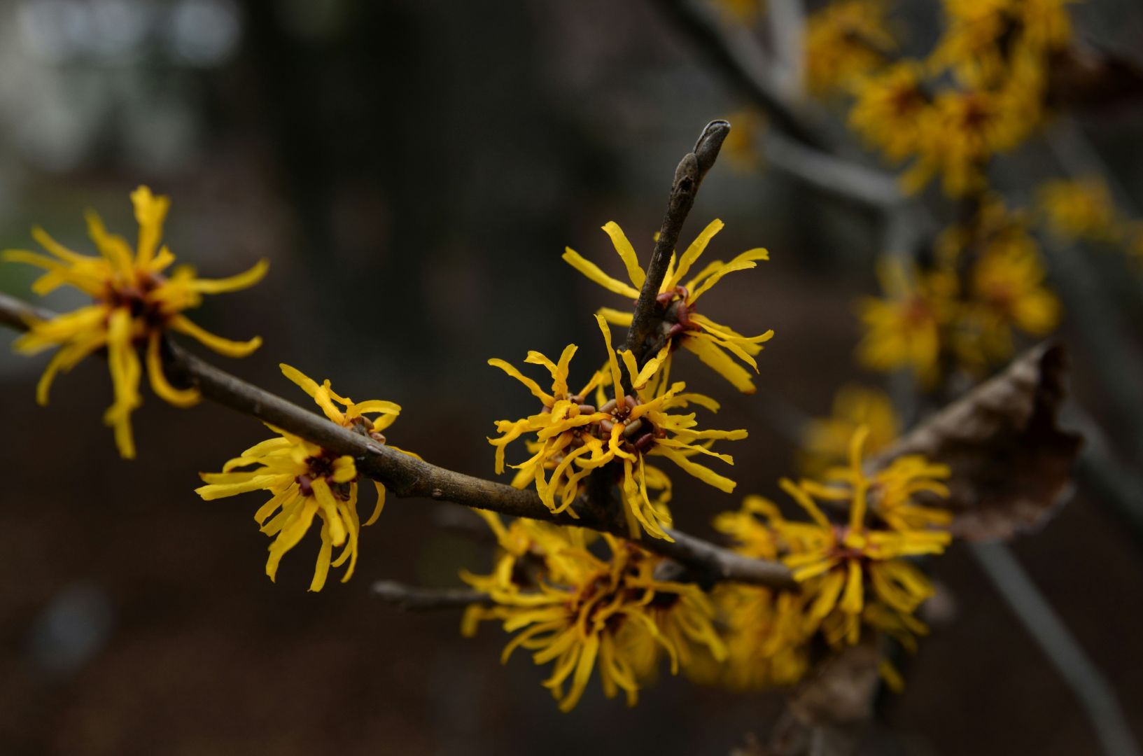 5 Reasons Witch Hazel Is Your Skin's New Best Friend