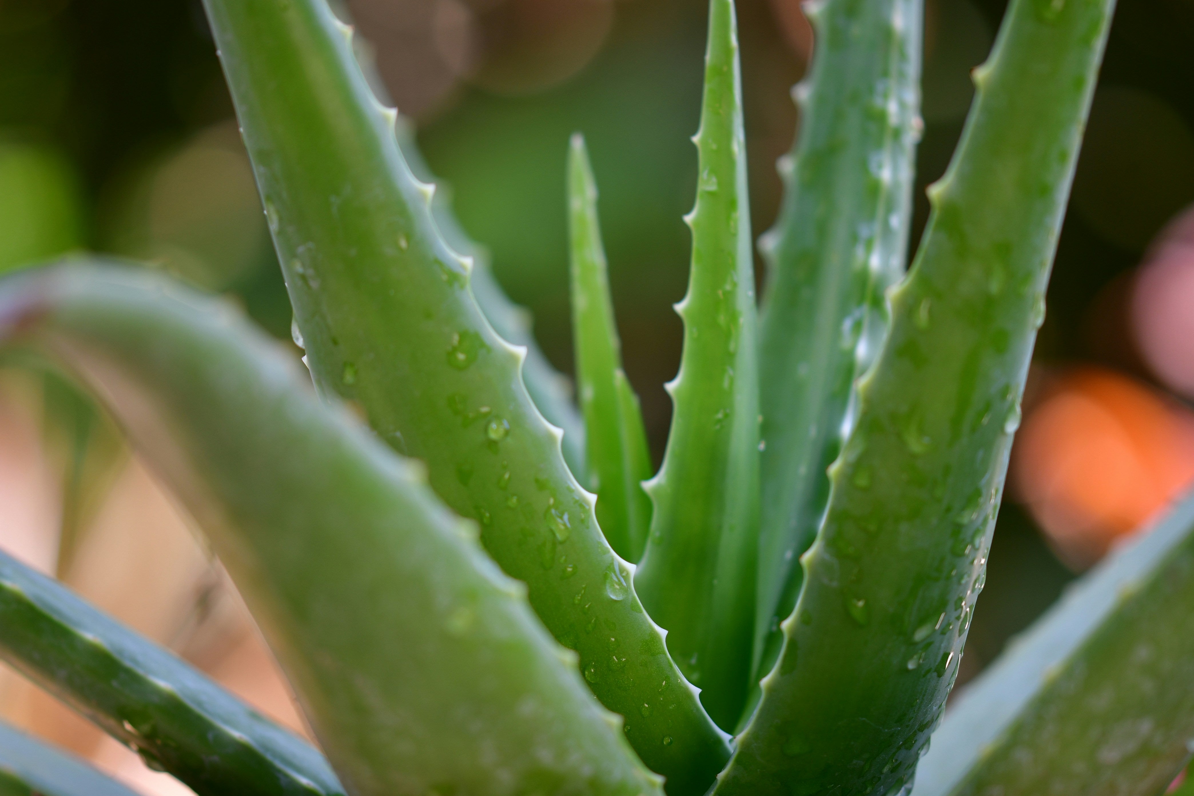 Everything You Need to Know about Aloe Vera: The Ultimate Natural Moisturizer